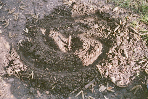 <i>Egg in Hole</i>, 2024, Dirt, rocks, sticks, horse hair, flowers, and egg, Hyde Park, London, UK